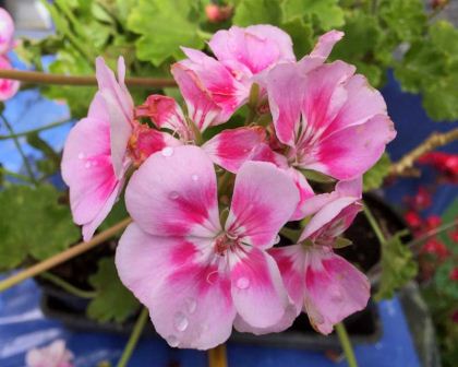 Pelargonium x hortorum or Zonale hybrid - Kristiana is compact and early flowering with single pink flowers