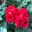 Zonal Pelargonium with deep red flowers