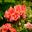 Zonal Pelargonium Regina has double salmonly pink flowers