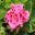 Pelargonium Zonal hybrids Sunrise Graziella - flowers pink with red splashes