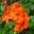 Pelargonium Zonal hybrid - Saxonia series has single scarlet flowers