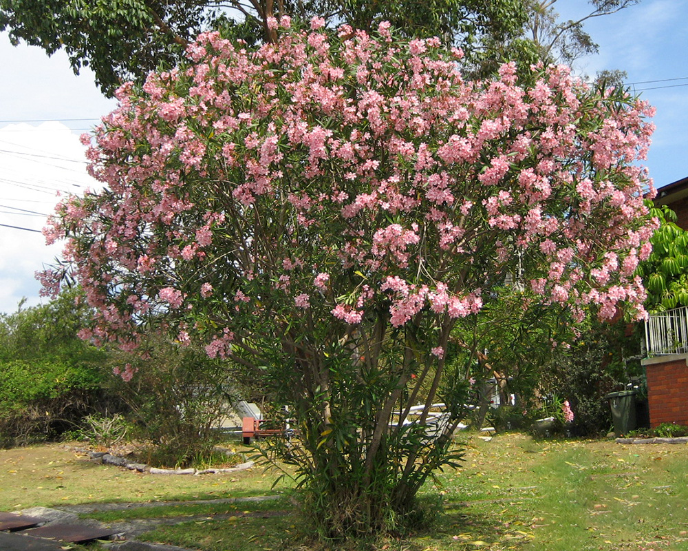 white oleander tree