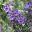 Prostanthera rotundifolia | GardensOnline