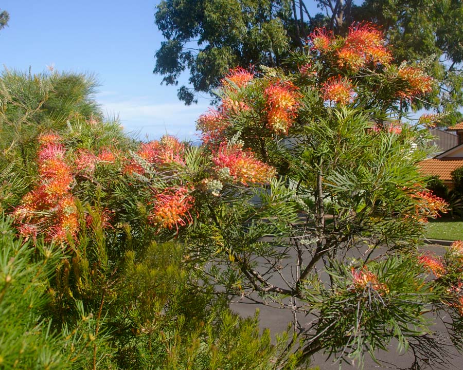 GardensOnline: Grevillea x Superb