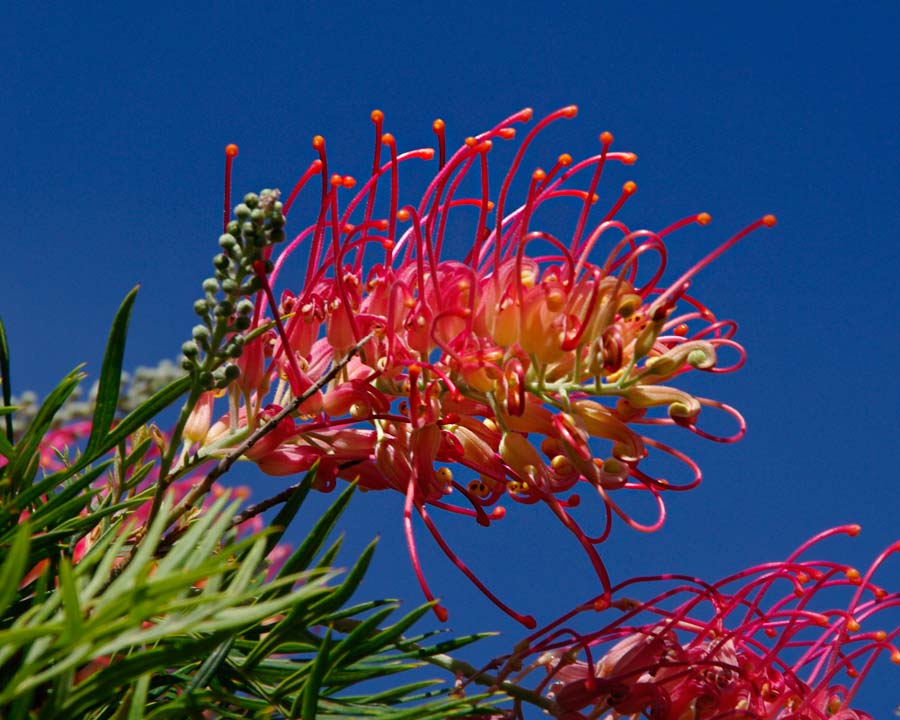 Grevillea x 'Superb' | GardensOnline