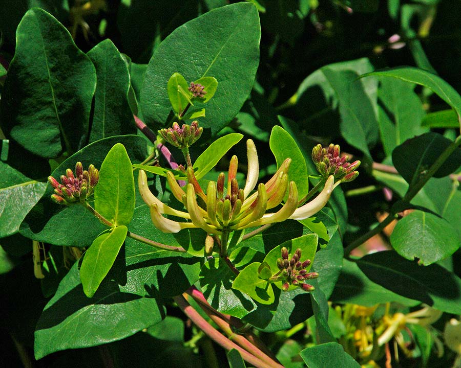 Lonicera tellmanniana