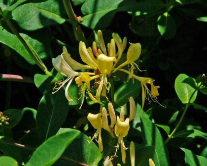 Lonicera tellmanniana