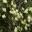 Callistemon citrinus Albus | GardensOnline