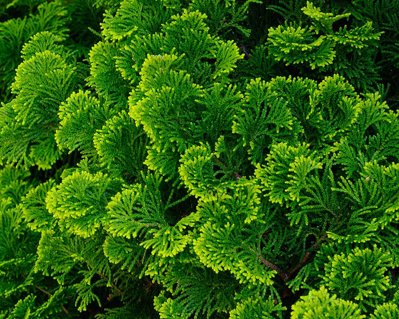 Chamaecyparis obtusa Nana Lutea