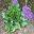 Sea Lavender or Statice - Limonium perezii - papery purple calyces and small white petals - oval to round leaves
