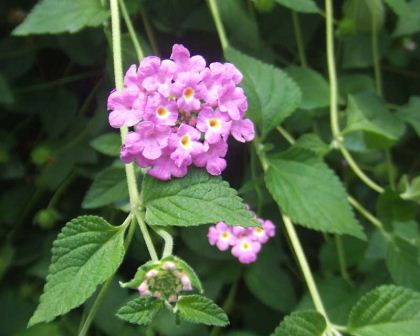 Lantana montevidensis - photo Hans B.