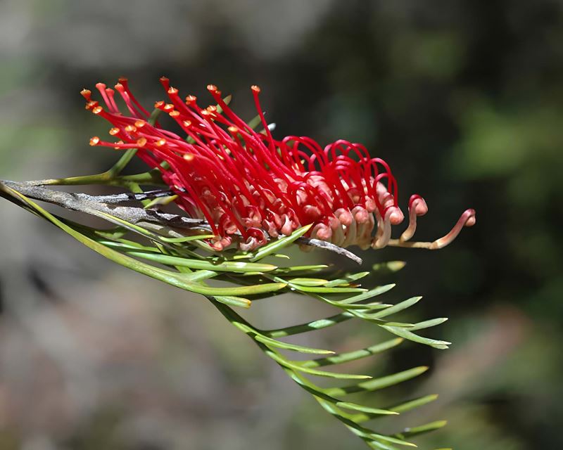 Grevillea hookeriana photo Murray Fagg