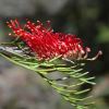 Grevillea hookeriana photo Murray Fagg