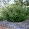 Grevillea hookeriana