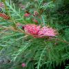 Grevillea hookeriana