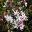 Philotheca buxifolia Cascade of Stars | GardensOnline