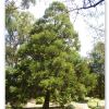 Cryptomeria japonica - Japanese Cedar