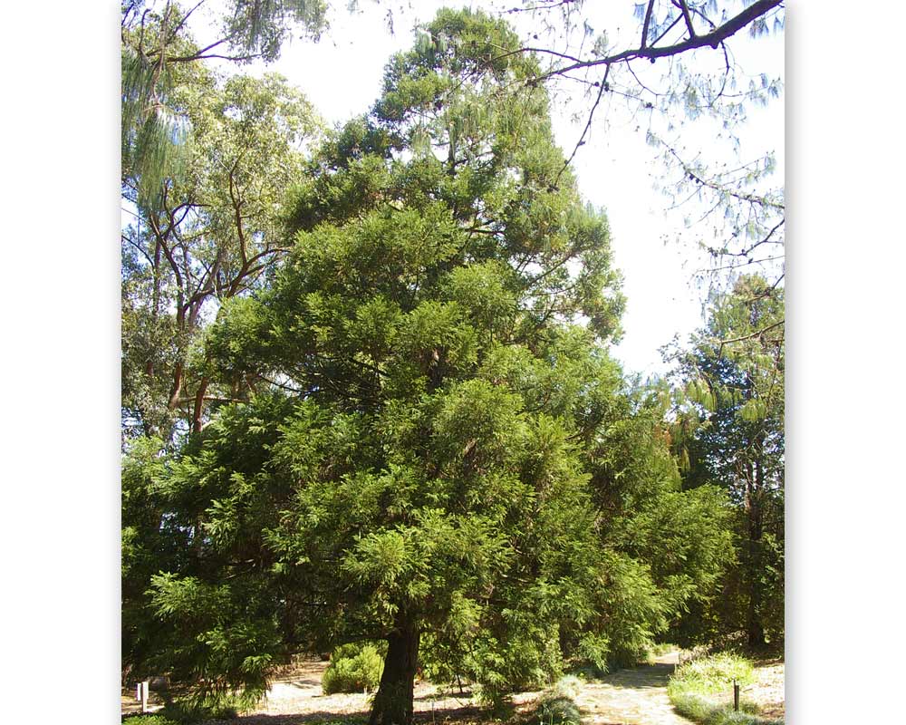 Cryptomeria japonica - Japanese Cedar