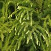 Cryptomeria japonica