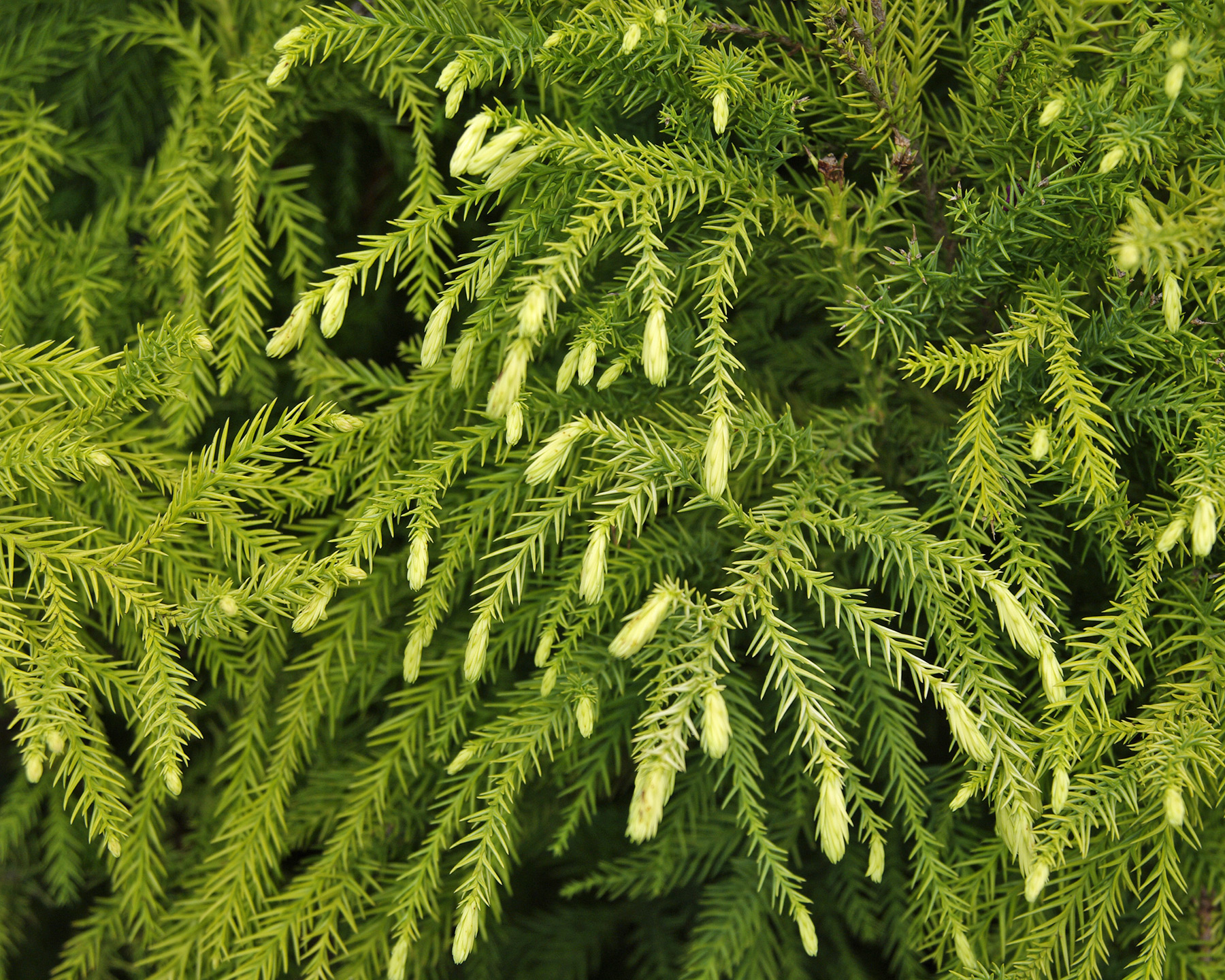 Cryptomeria japonica