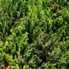 Cryptomeria japonica - foliage of Japanese Cedar