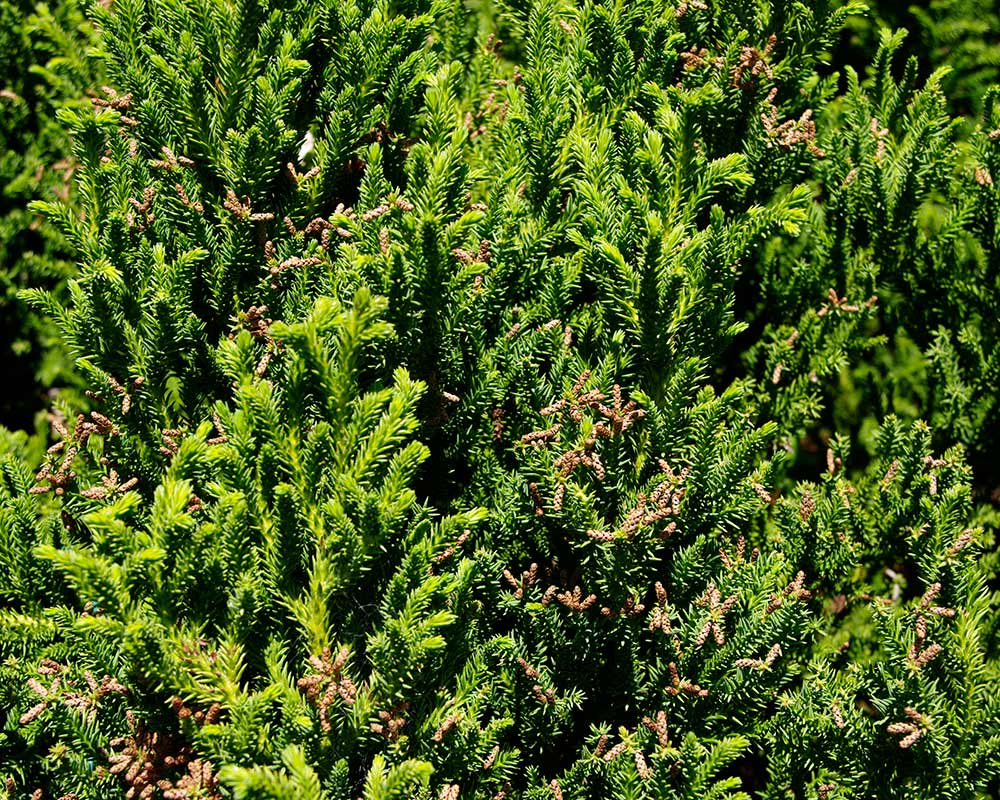 Cryptomeria japonica - foliage of Japanese Cedar