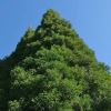 Cryptomeria japonica Sinensis at full height