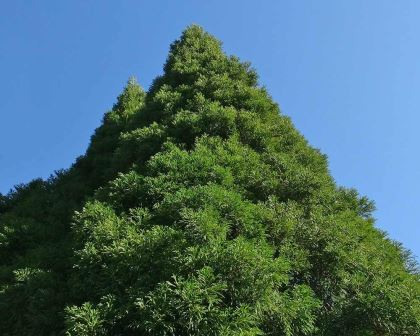 Cryptomeria japonica Sinensis at full height