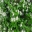 GardensOnline: Trachelospermum jasminoides
