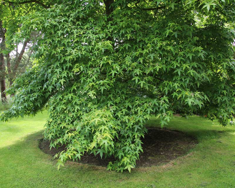 Liquidambar styraciflua Variegata