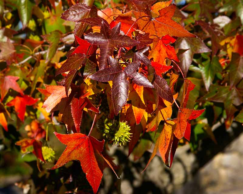 Liquidamber Styraciflua - during autumn the leaves change to various shades of red