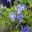 Dampiera diversifolia | GardensOnline