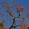 Diospyros kaki, Persimmon