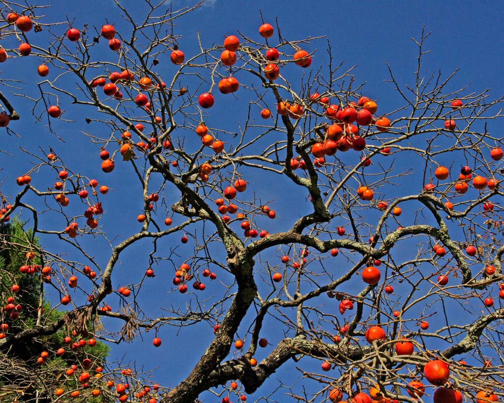 Diospyros kaki, Persimmon