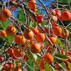 Diospyros kaki, Persimmon