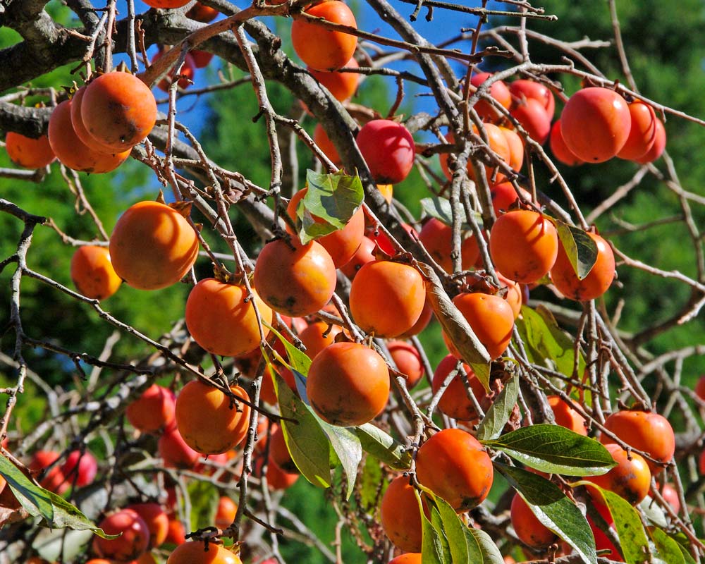 Diospyros kaki, Persimmon