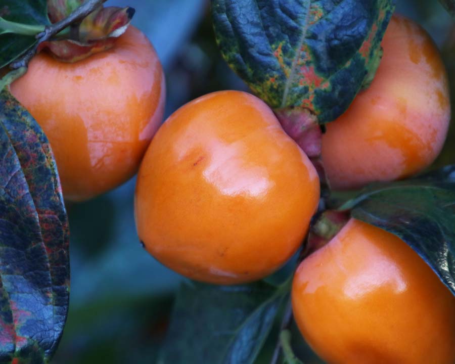 Diospyros kaki 'Yotsumizo', Persimmon.