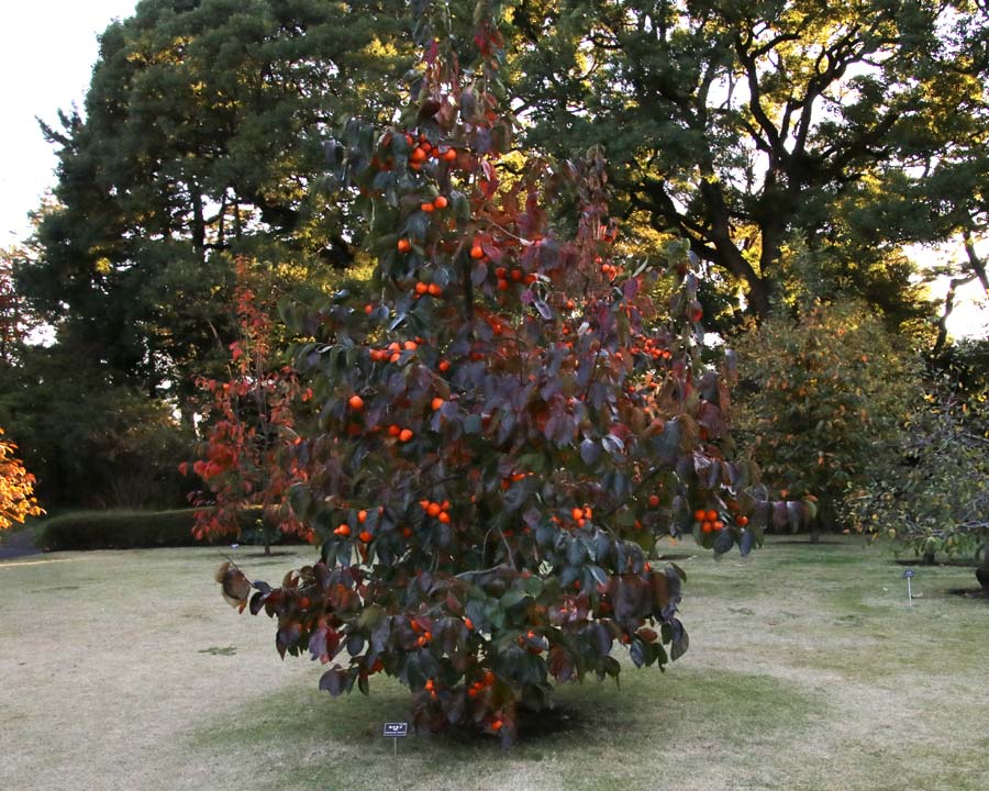 Diospyros kaki 'Yotsumizo', Persimmon.