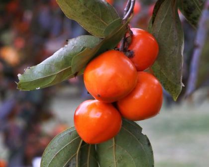 Diospyros kaki 'Yotsumizo', Persimmon.