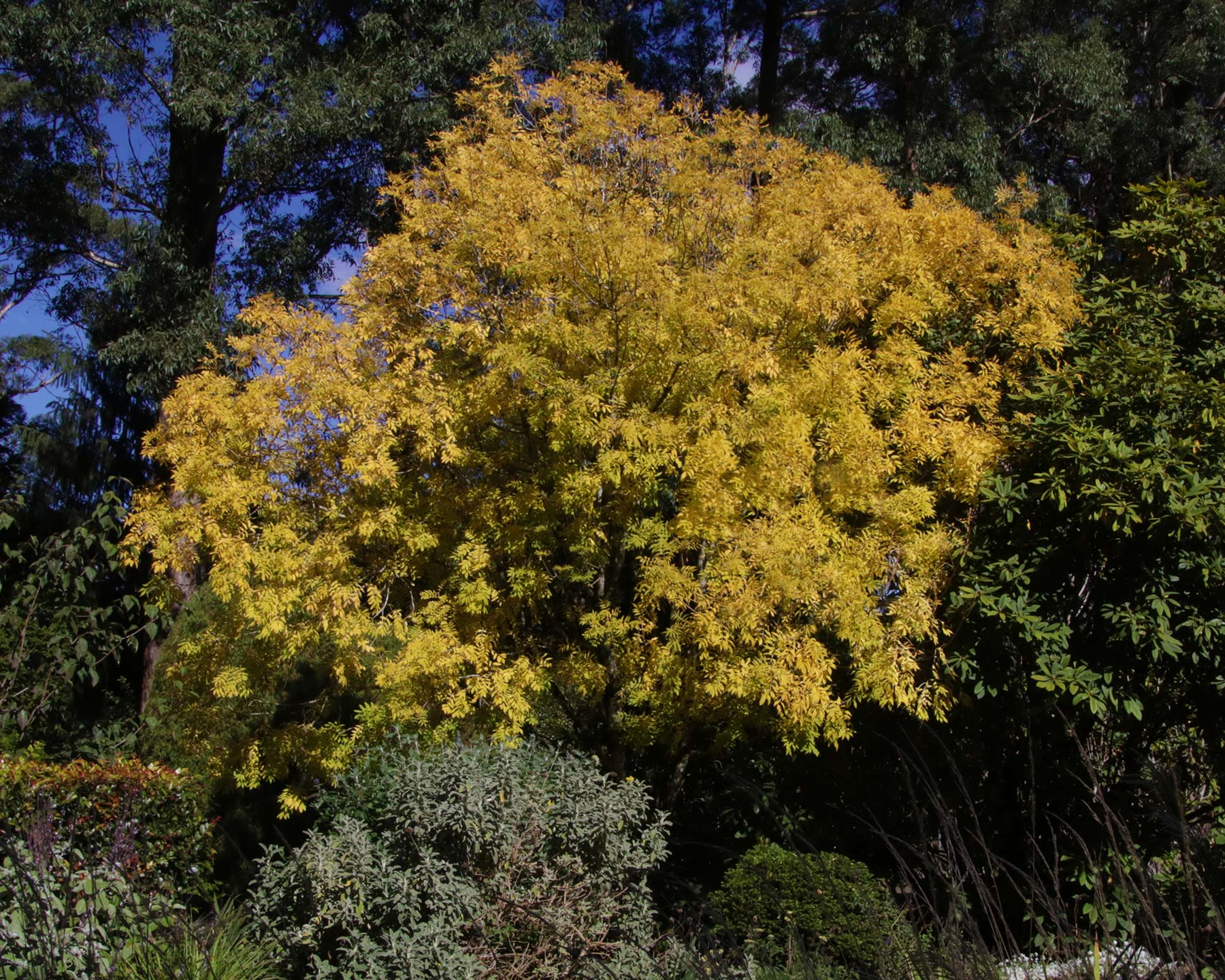 Fraxinus excelsior Aurea