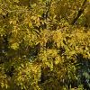 Fraxinus excelsior Aurea