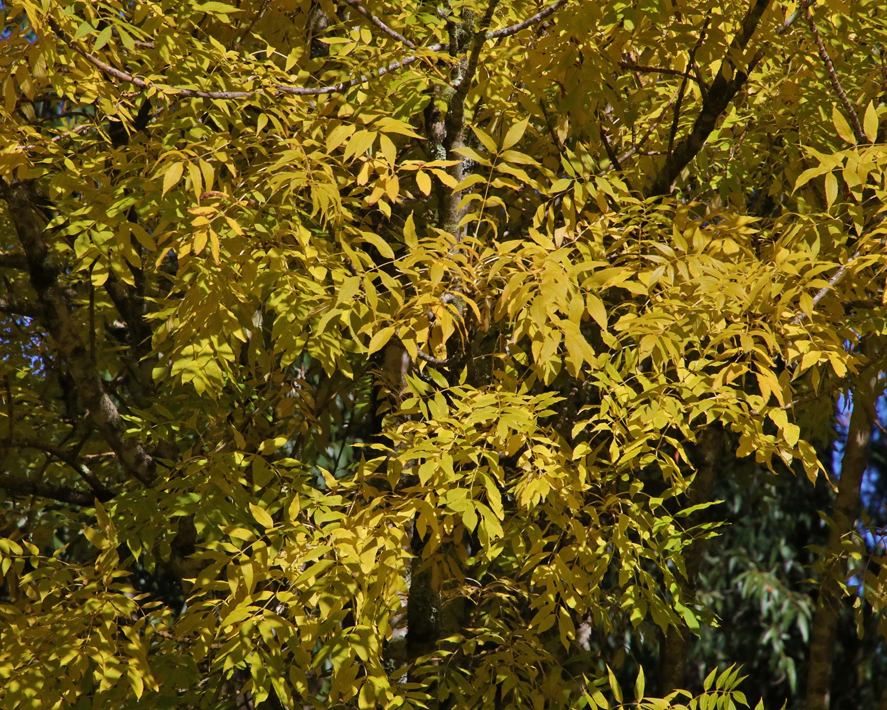 Fraxinus excelsior Aurea