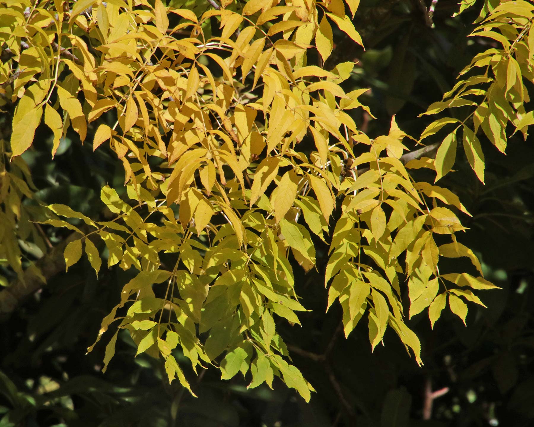 Fraxinus excelsior Aurea