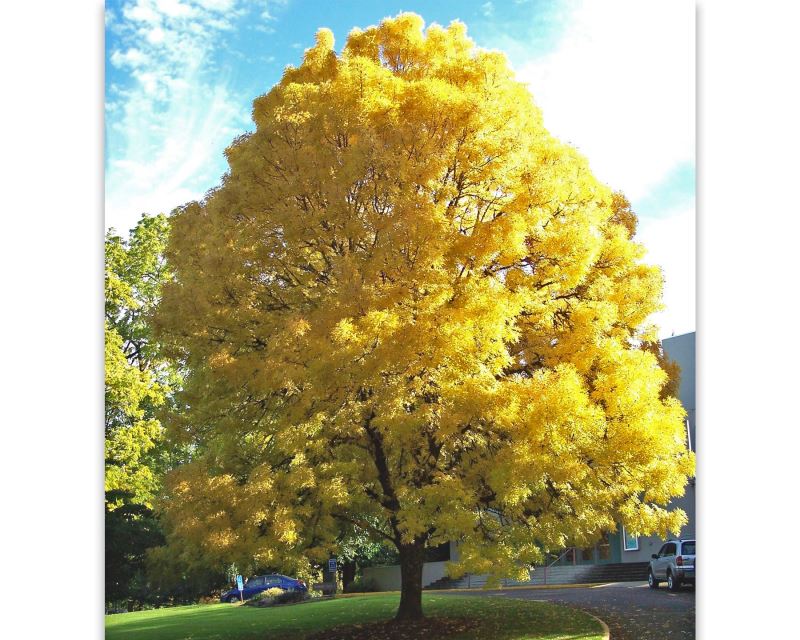 Fraxinus excelsior Aurea - European Yellow Ash photo by Visitor7