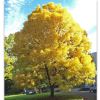 Fraxinus excelsior Aurea - European Yellow Ash photo by Visitor7