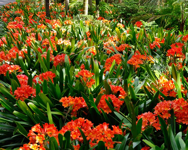Clivia miniata - usually best when planted en masse