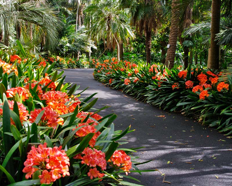 Clivia miniata lined pathways at Sydney Botanic gardens