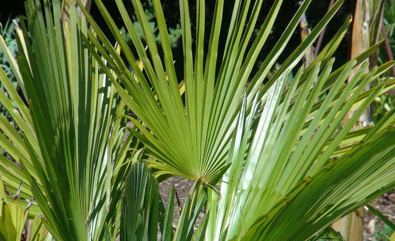 Trachycarpus fortunei | GardensOnline