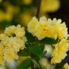 Rosa Banksiae Lutea, butter yellow and totally gorgeous