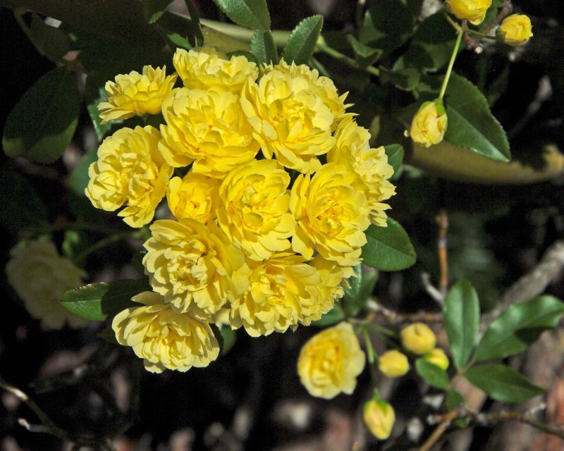 Rosea banksiae Lutea pale yellow double flowers